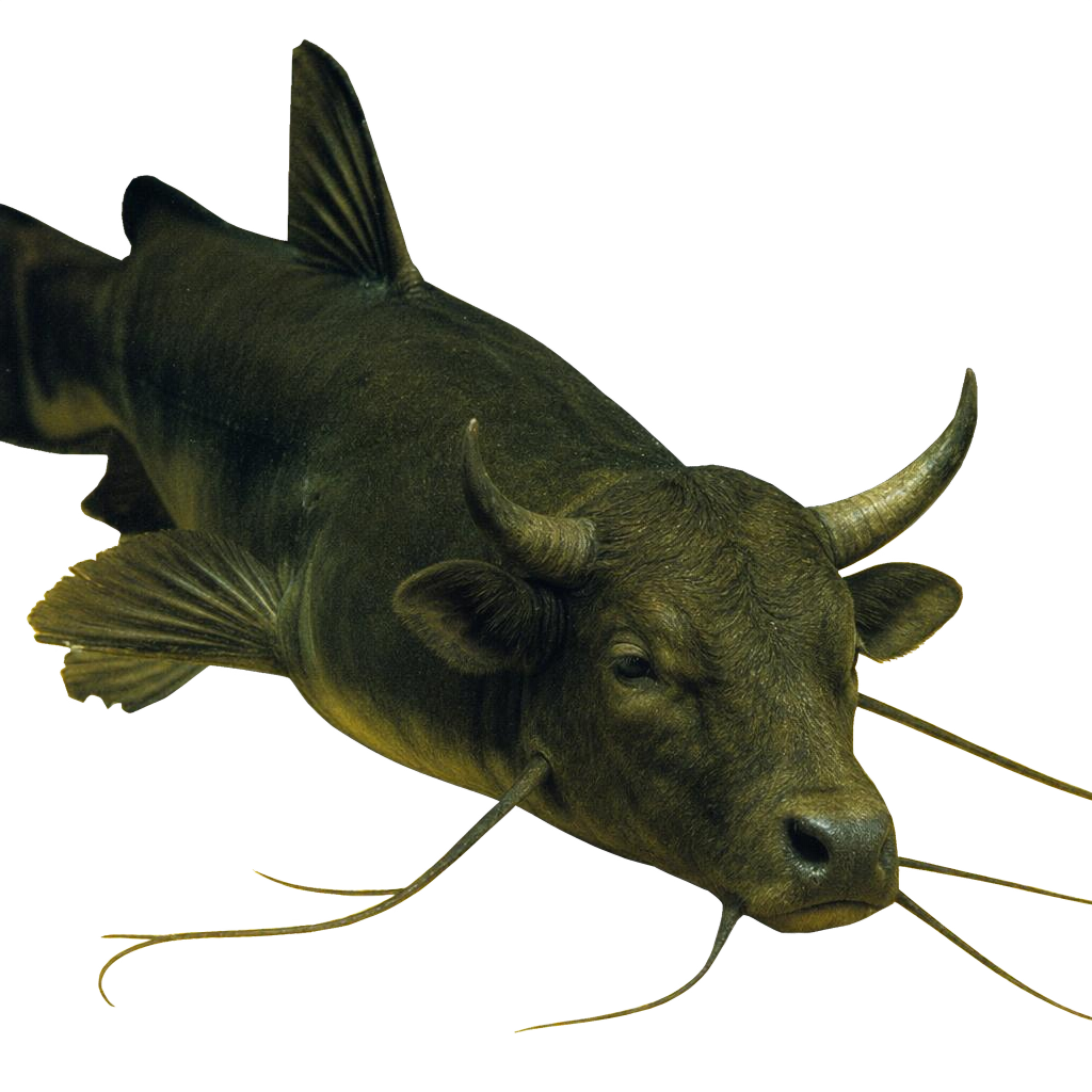 Bullhead Fish lurking in the silt